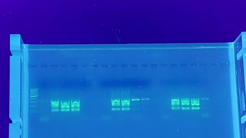 Den Täter*innen auf der DNA-Spur!